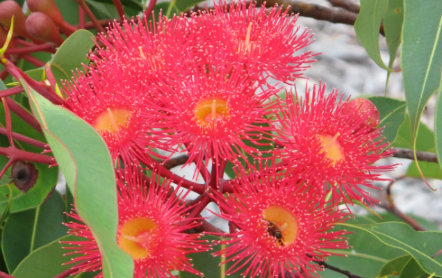Eucalyptus ficifolia "Dwarf Red"