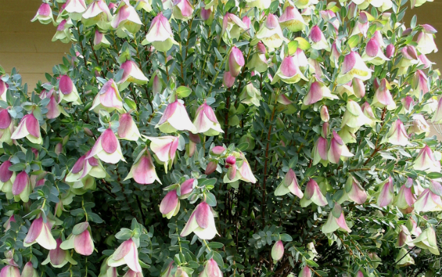 Pimelea physodes "Qualup Bell" grafted